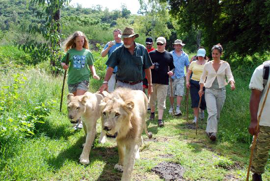 lions tour mauritius